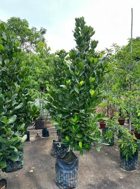 jual pohon garcinia ukuran kecil sedang dan besar