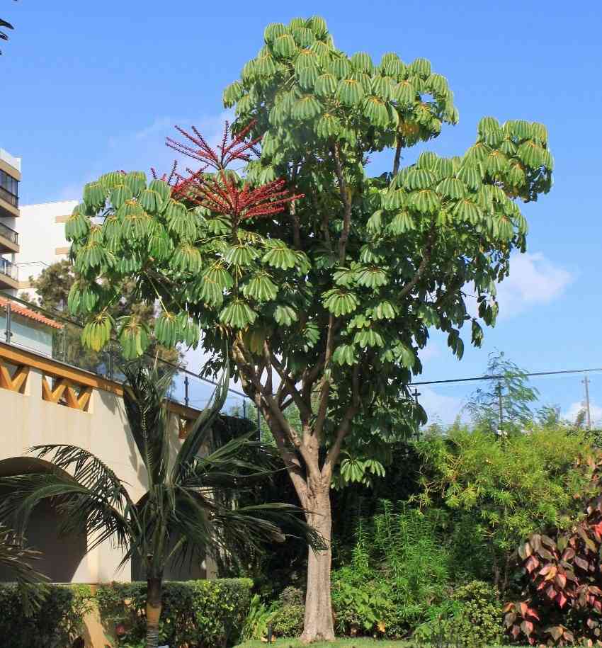 jual pohon walisongo besar tinggi dan kecil 1