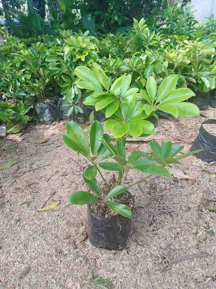 jual pohon walisongo besar tinggi dan kecil 2