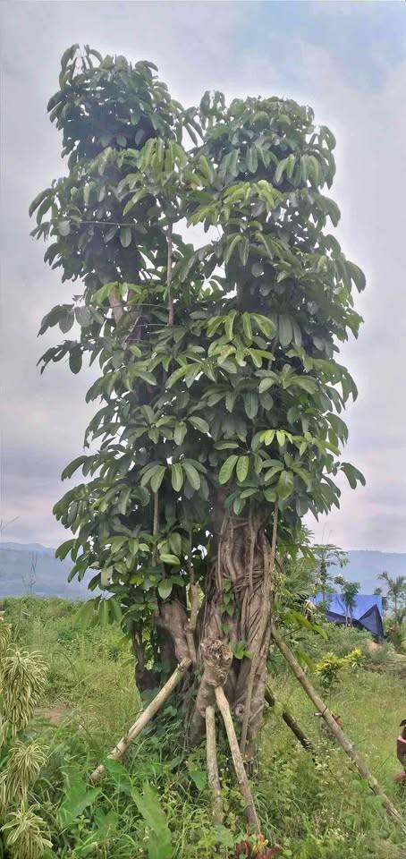 Pohon Walisongo