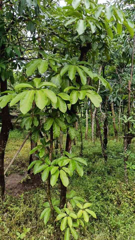 jual pohon walisongo besar tinggi dan kecil 4
