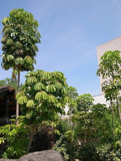 jual pohon walisongo besar tinggi dan kecil 5