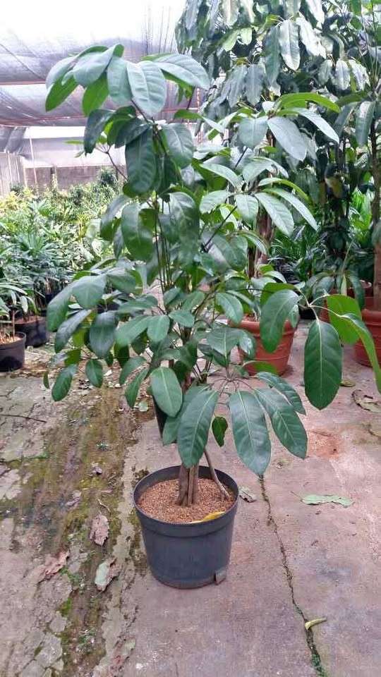 jual pohon walisongo besar tinggi dan kecil 6