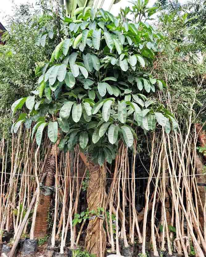 jual pohon walisongo besar tinggi dan kecil 7