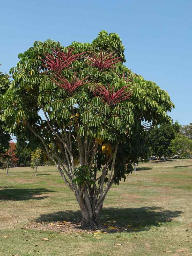 Jual bibit pohon walisongo hijau ukuran kecil untuk tanaman hias daun