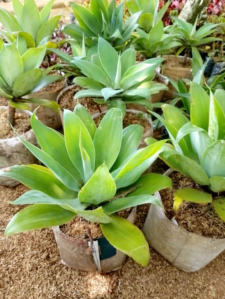 Jual tanaman hias Agave untuk taman minimalis dan landscape