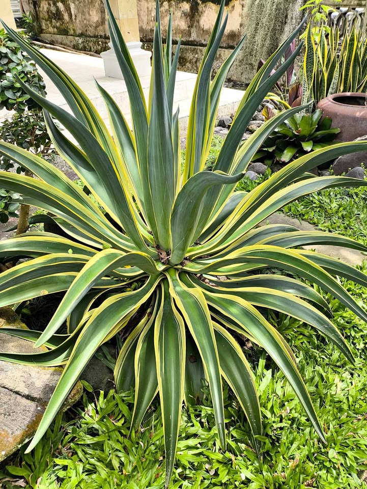 Agave