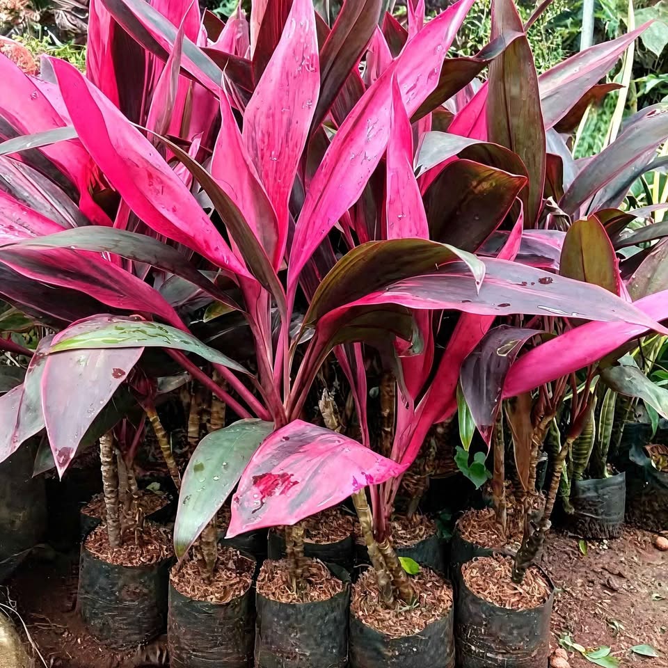 Andong Merah