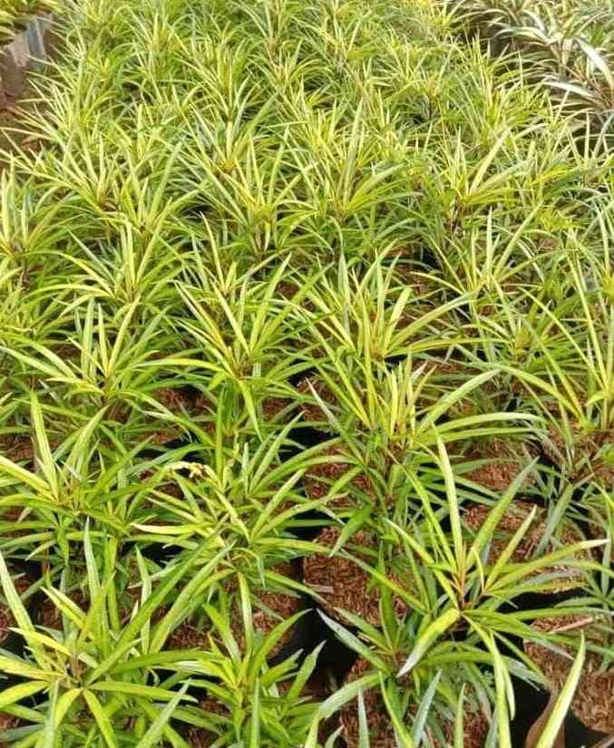 Osmoxylon lineare Miagos Bush Aralia untuk pot dan taman outdoor