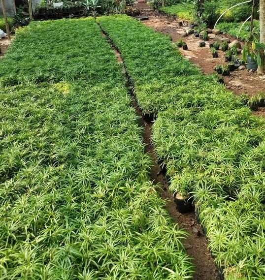 Ararea siap tanam untuk proyek landscape Tamannika