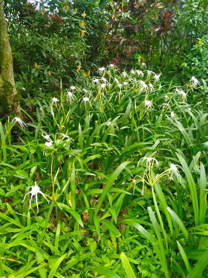 Jual tanaman hias Bakung Putih untuk taman tropis