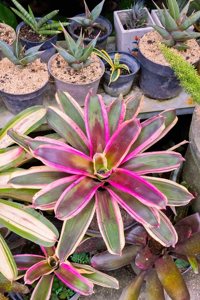 Bromelia