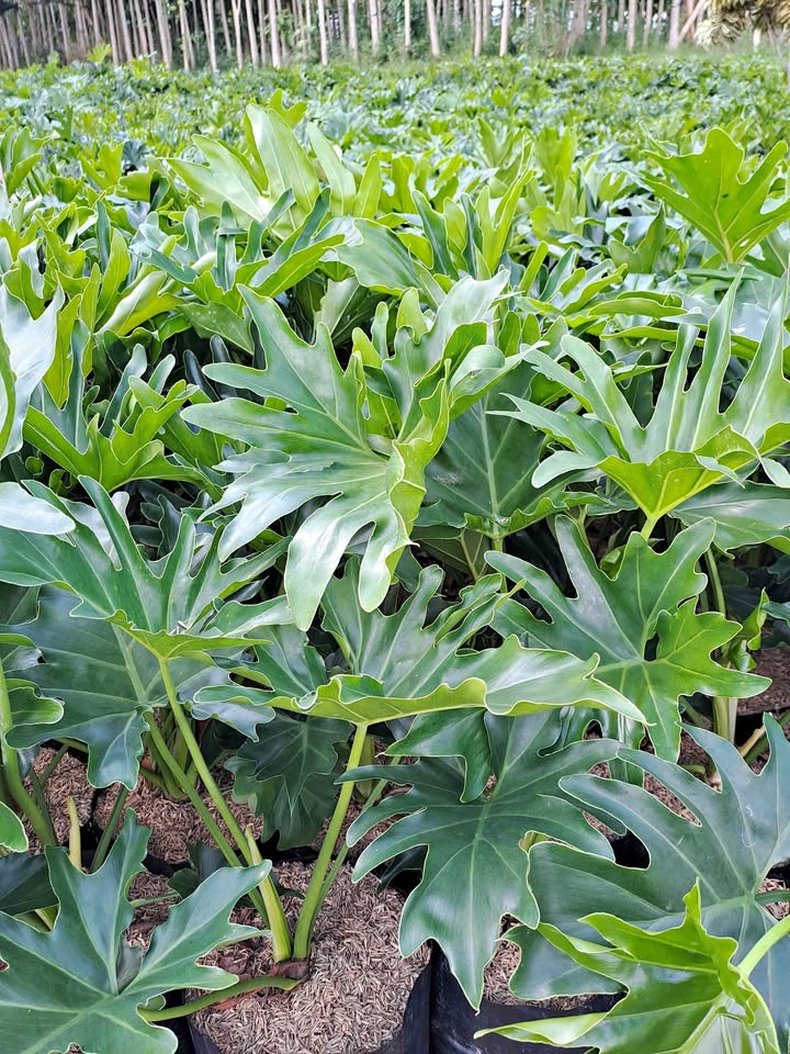 Jual tanaman hias Pilodendron Philodendron untuk indoor dan landscape