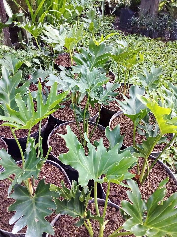 Tanaman Philodendron daun tropis untuk pot dan teras teduh