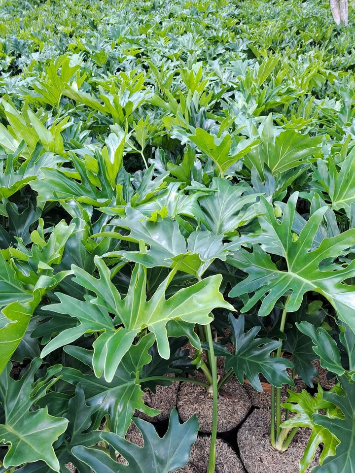 Philodendron