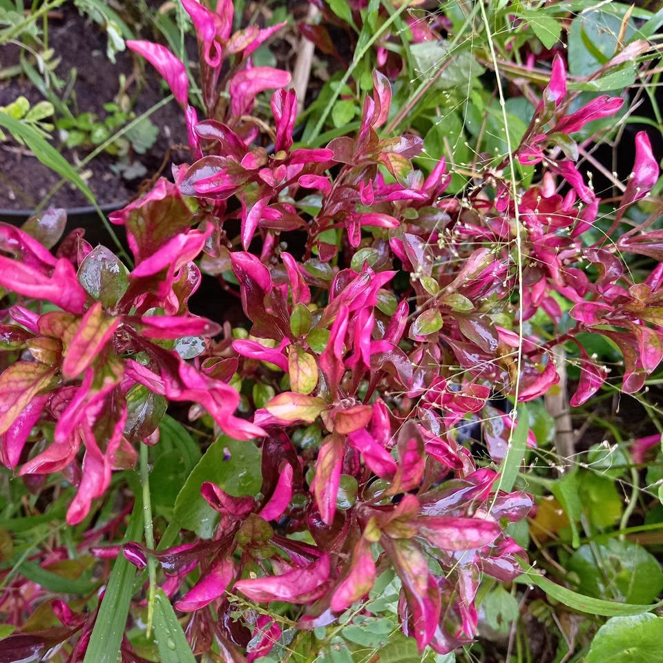 Krokot Merah