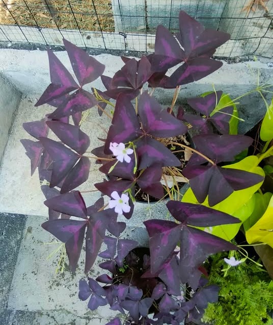 Jual tanaman hias Kupu-kupu Oxalis triangularis untuk pot dan indoor