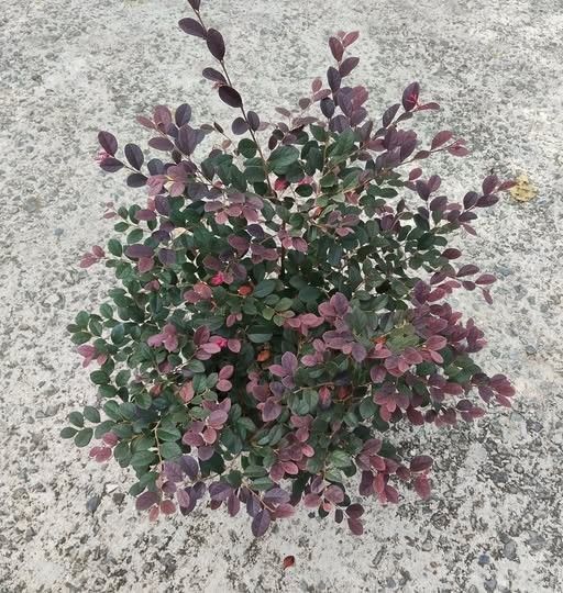 Loropetalum siap tanam untuk proyek landscape Tamannika