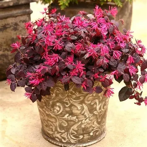 Jual tanaman hias Loropetalum ungu merah untuk taman dan landscape