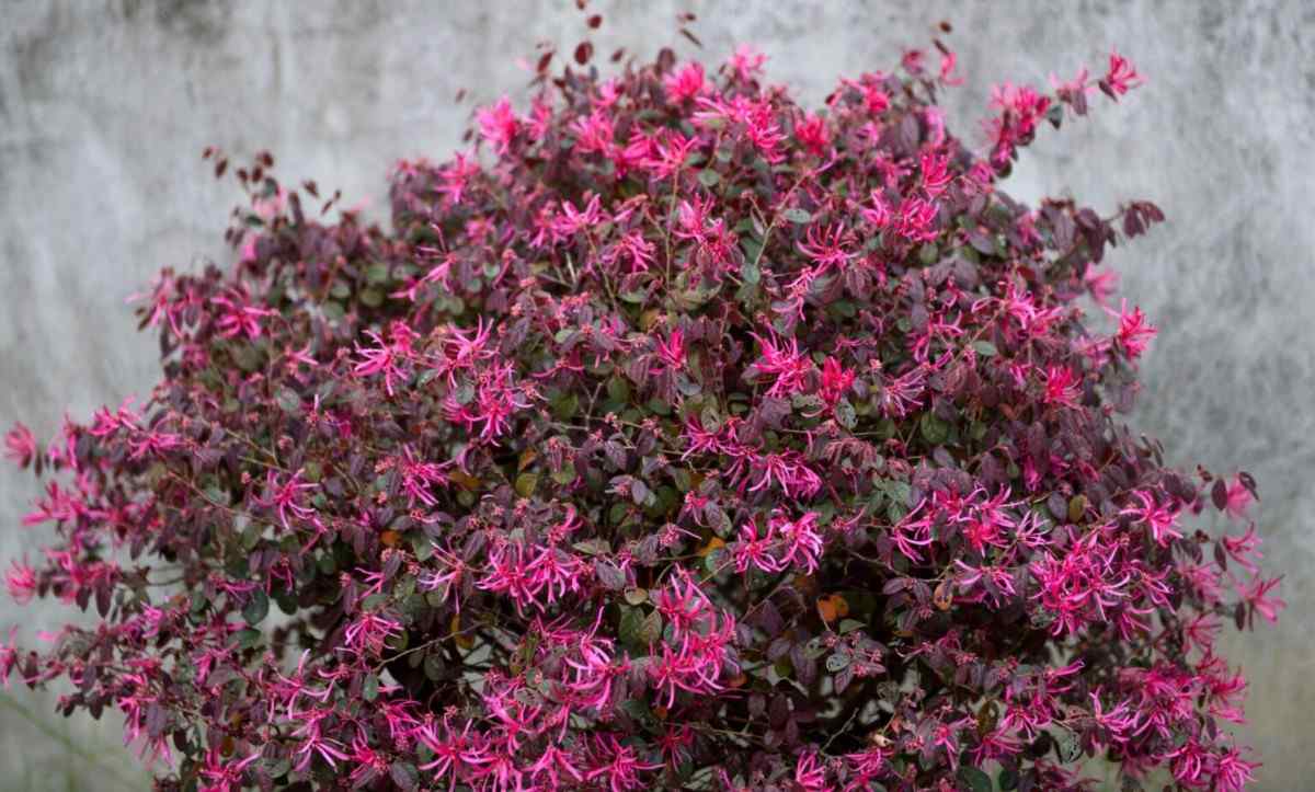 Tanaman Loropetalum daun burgundy untuk border taman