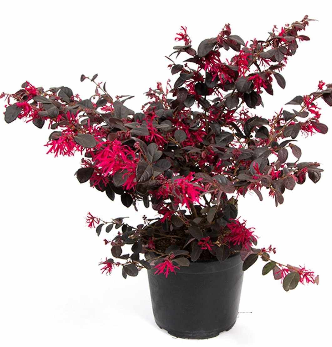 Loropetalum chinense var rubrum Chinese Fringe Flower untuk pot besar