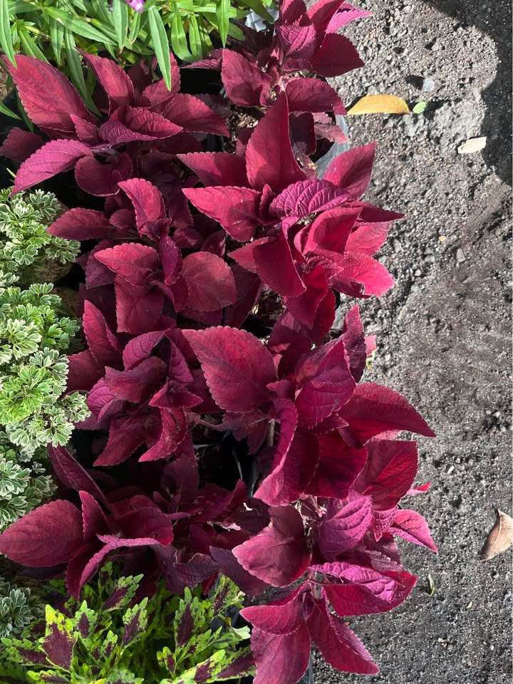 Jual tanaman hias Miana Merah untuk taman dan landscape