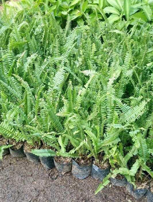Jual tanaman hias Pakis Kelabang untuk pot dan taman teduh