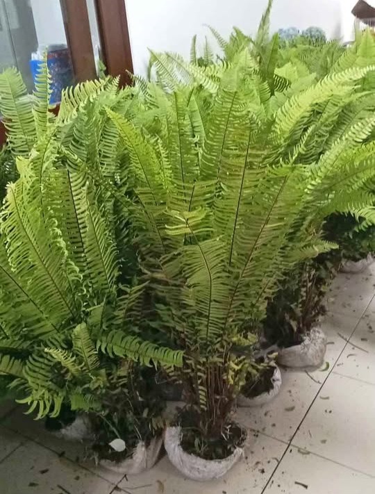 Tanaman pakis kelabang untuk teras rumah dan balkon