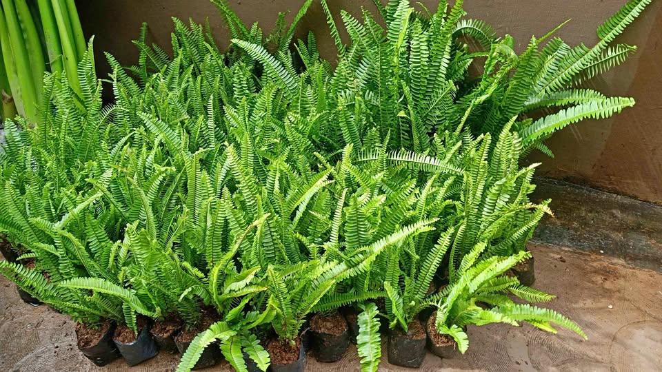 Pakis Kelabang siap tanam untuk proyek taman Tamannika