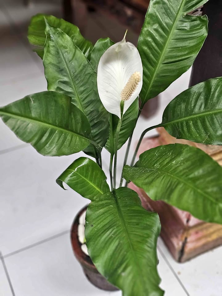 Peace Lily