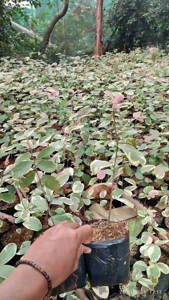 Daun Pretty Pink Retiping warna pink putih hijau untuk aksen taman