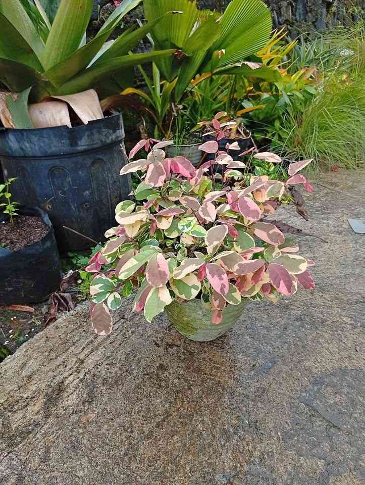 Tanaman Pretty Pink untuk pot teras dan border taman