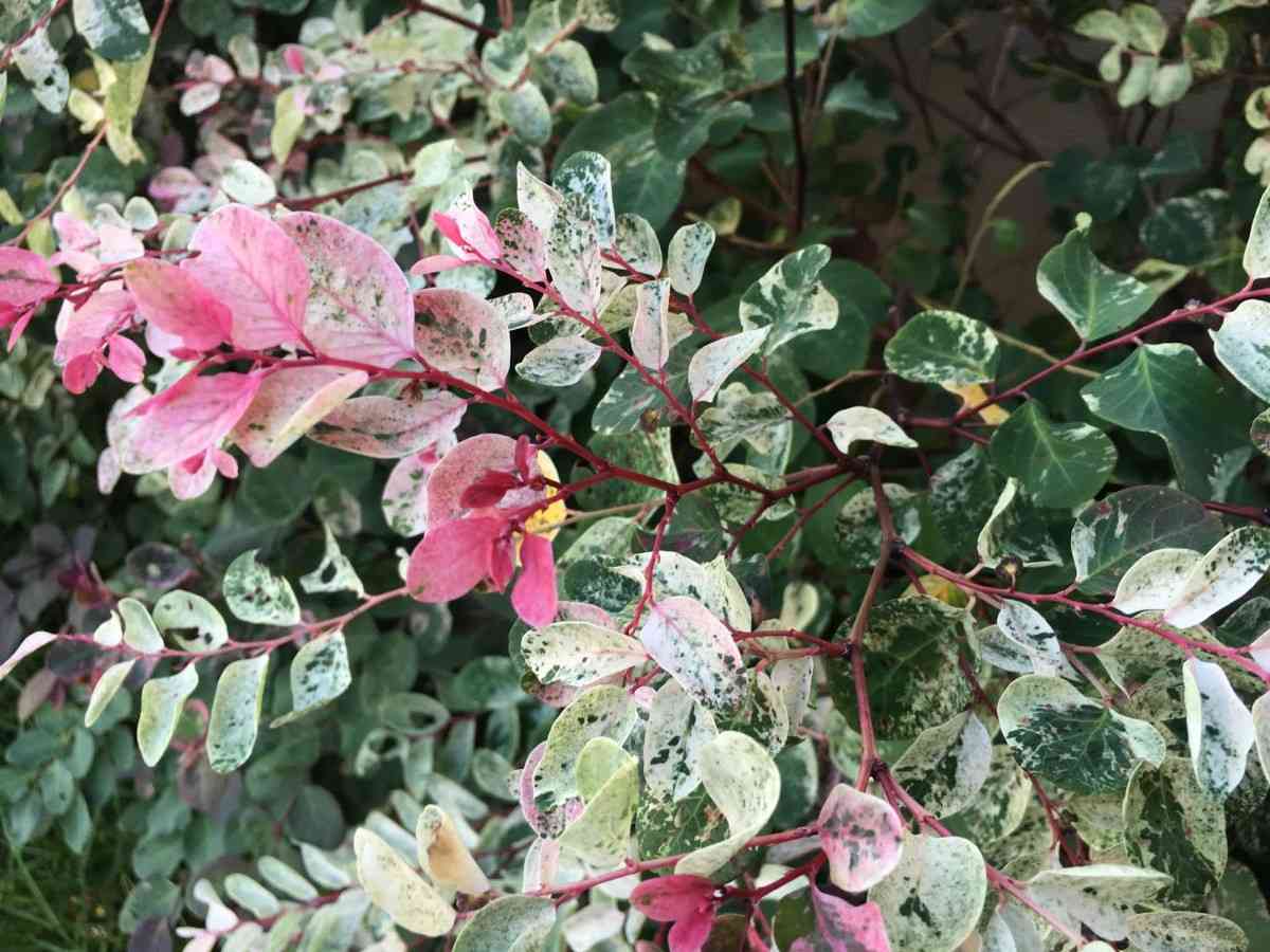 Pretty Pink siap tanam untuk proyek landscape Tamannika