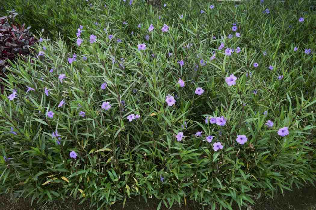 Ruellia tuberosa Kencana Ungu untuk pot dan taman outdoor