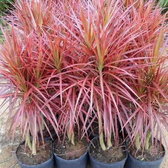 Jual tanaman hias Tricolor untuk taman dan pot teras