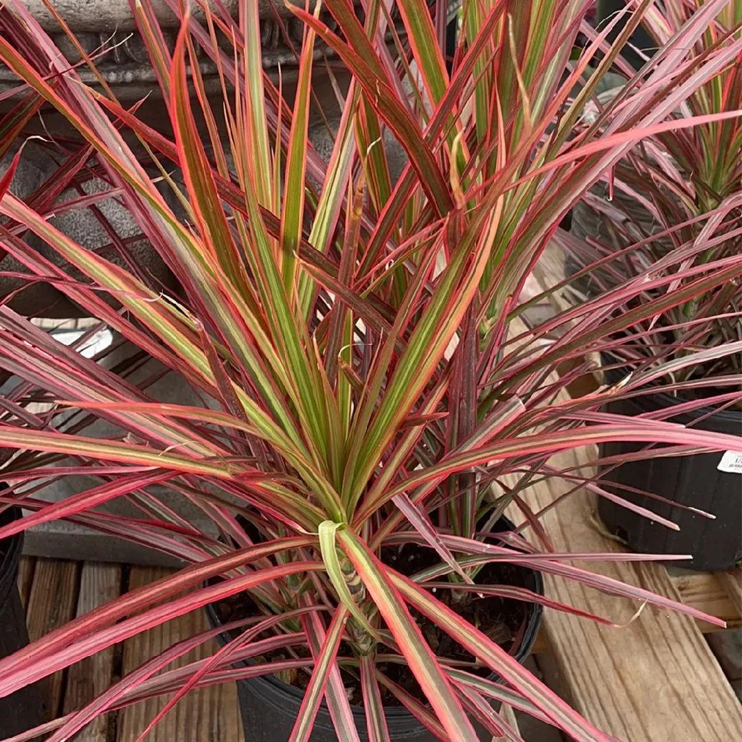 Tricolor