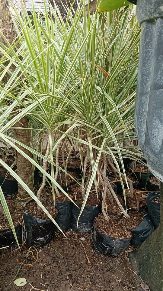 Cordyline Tricolor Hanjuang Tricolor warna daun cantik