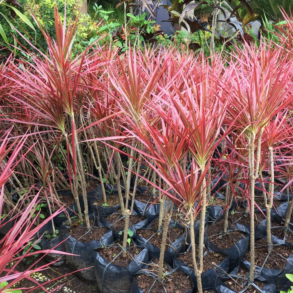Tanaman Tricolor untuk aksen warna taman tropis