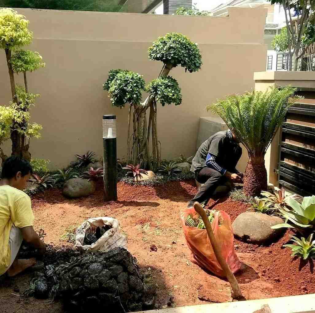 Pemasangan tanaman vokal point di taman rumah