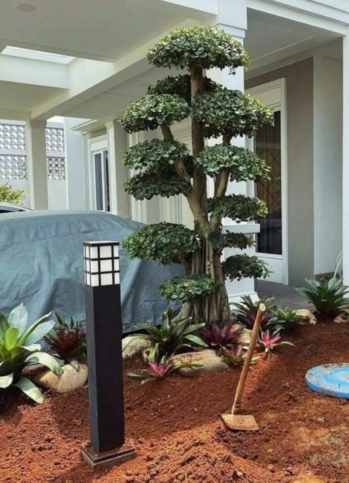 Penanaman pohon bonsai untuk elemen taman