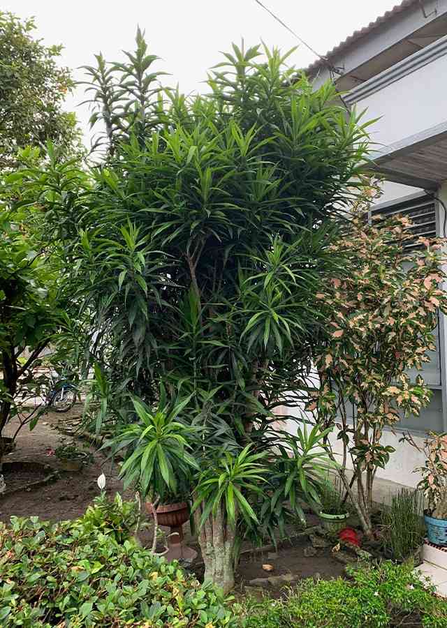 Tanaman Suji Belut