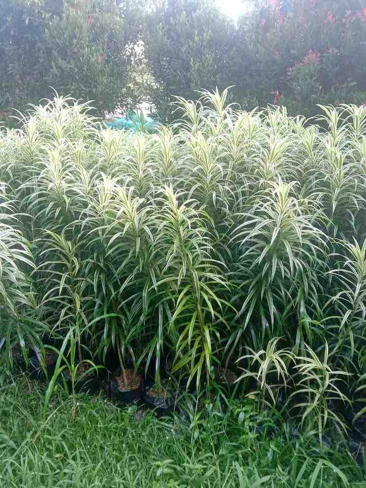 jual tanaman hias suji belut tanaman hias 3