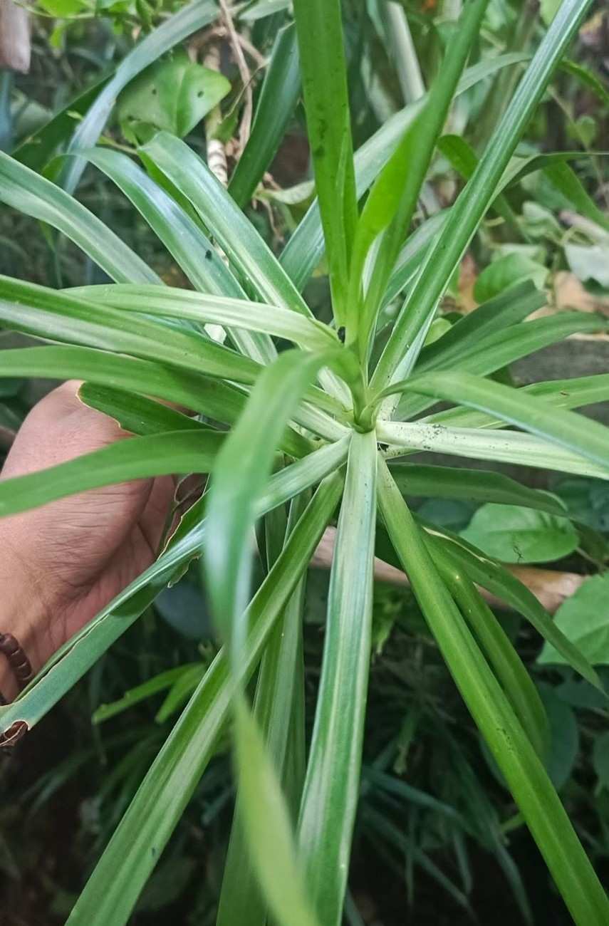 Bibit tanaman Suji Belut ukuran kecil untuk pembibitan taman rumah dan penghijauan