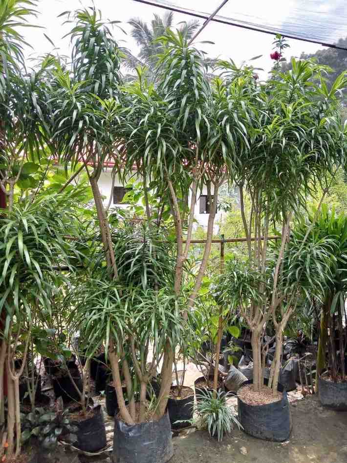 jual tanaman hias suji belut tanaman hias 5