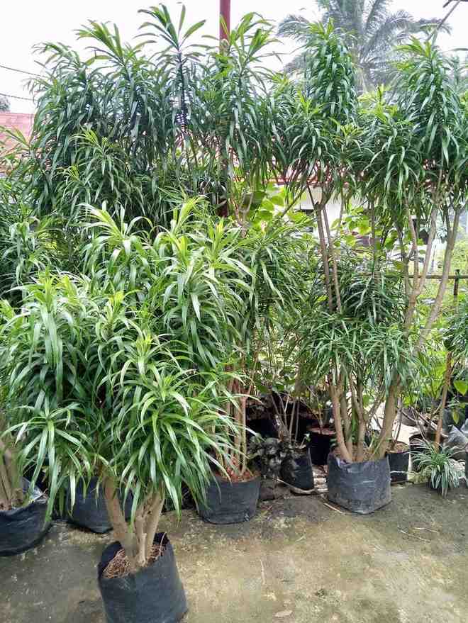 jual tanaman hias suji belut tanaman hias 6